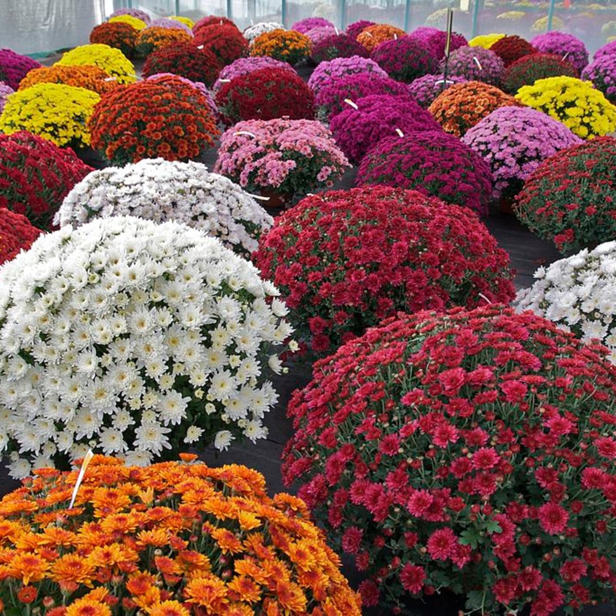 Heirloom Non-GMO Chrysanthemum Flower Seeds for planting in home garden